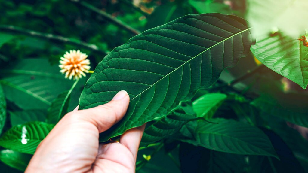 Benefits of Butterfly Kratom for Wellness